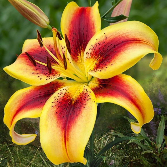 🎅🌟🤶🎄🎁🎶🎅🌟🤶🎄🎁🎶🎅🌟🤶🎄🎁 - Picture 5 of 14